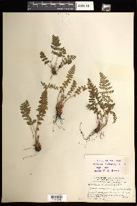 Woodsia ilvensis image