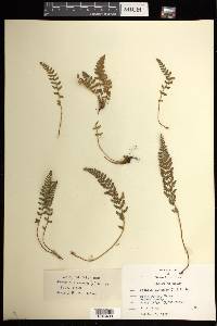 Woodsia ilvensis image