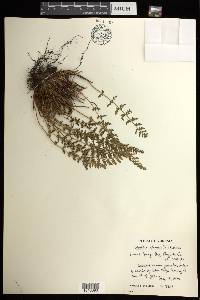 Woodsia ilvensis image