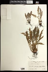 Woodsia ilvensis image