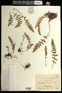 Woodsia ilvensis image