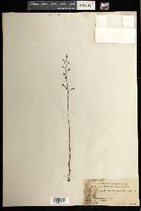 Aphyllorchis pallida image