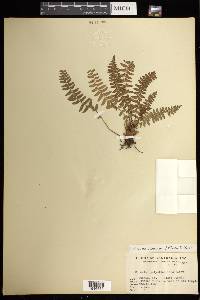 Woodsia polystichoides image