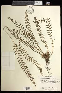 Woodsia polystichoides image