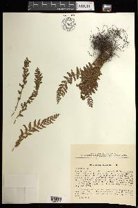 Woodsia ilvensis image