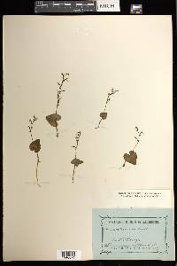 Acianthus exsertus image