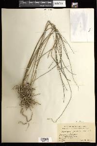 Acriopsis liliifolia image