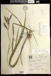 Bletia ensifolia image