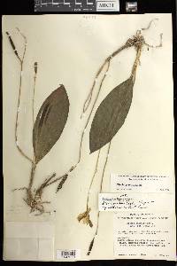 Bletia gracilis image