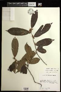 Symplocos pachycarpa image