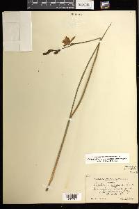 Calopogon tuberosus var. simpsonii image