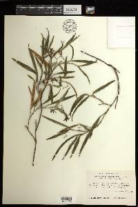 Epidendrum propinquum image