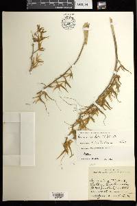 Brassia caudata image