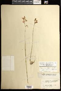 Calopogon barbatus image