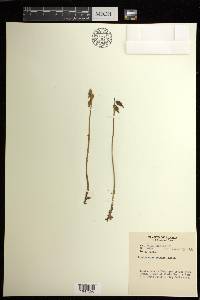 Corallorhiza trifida image