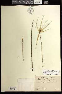 Brassavola cucullata image