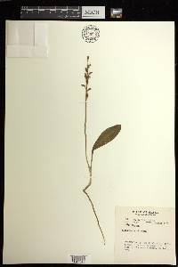 Platanthera obtusata image