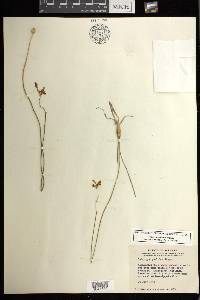 Calopogon pallidus image