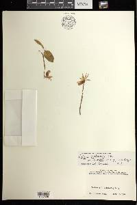 Calypso bulbosa var. occidentalis image