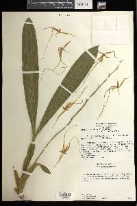 Brassia caudata image