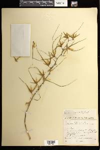 Brassia caudata image