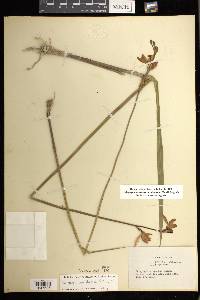 Calopogon tuberosus var. simpsonii image