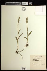 Platanthera hyperborea image