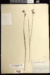 Calopogon tuberosus var. tuberosus image