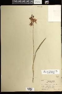 Calopogon tuberosus var. tuberosus image