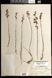 Calopogon multiflorus image