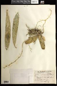 Brassia caudata image