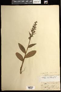 Coeloglossum viride image