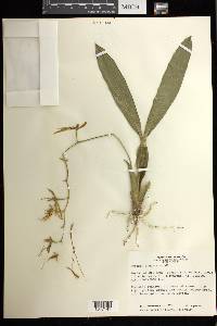 Brassia caudata image