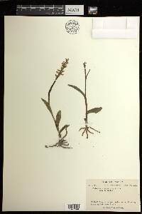 Platanthera hyperborea image