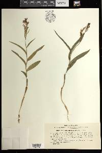 Cephalanthera rubra image
