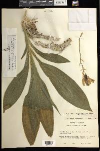Clowesia thylaciochila image