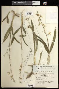 Prosthechea pterocarpa image