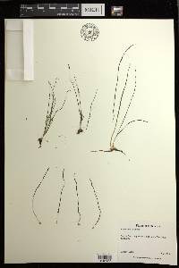 Isoëtes echinospora image