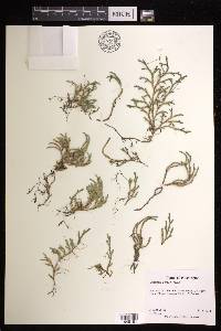 Selaginella wallacei image