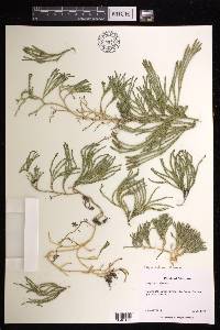 Diphasiastrum alpinum image