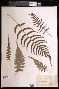 Blechnum occidentale image