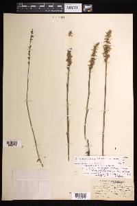 Spiranthes lacera image