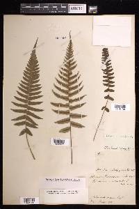 Blechnum occidentale image