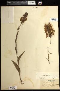 Platanthera ciliaris image