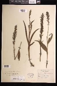 Platanthera flava image