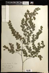 Adiantum tenerum image