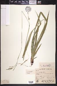 Carex arctata image