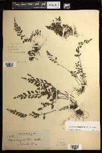 Diplazium geophilum image