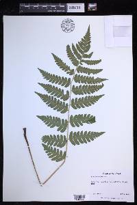 Dryopteris clintoniana image