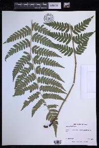 Dryopteris clintoniana image